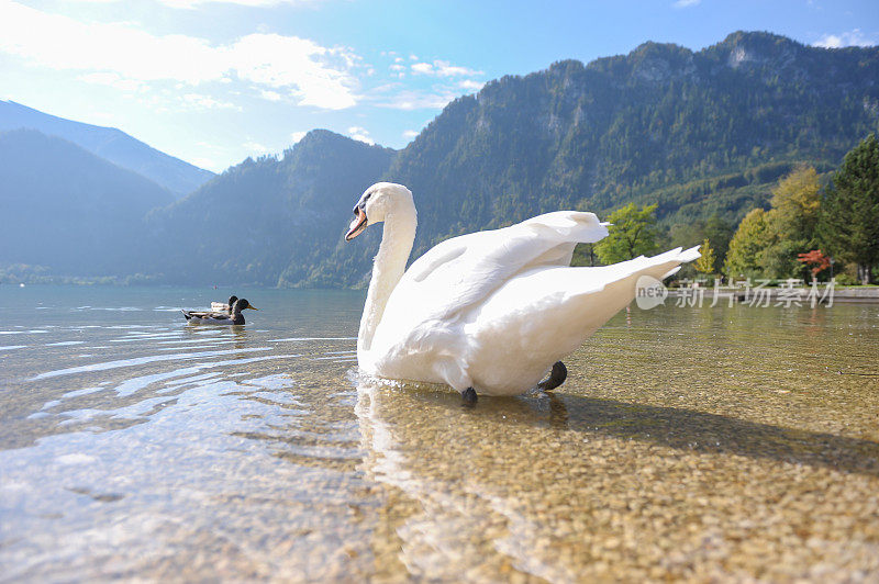 奥地利的Unterach am Attersee